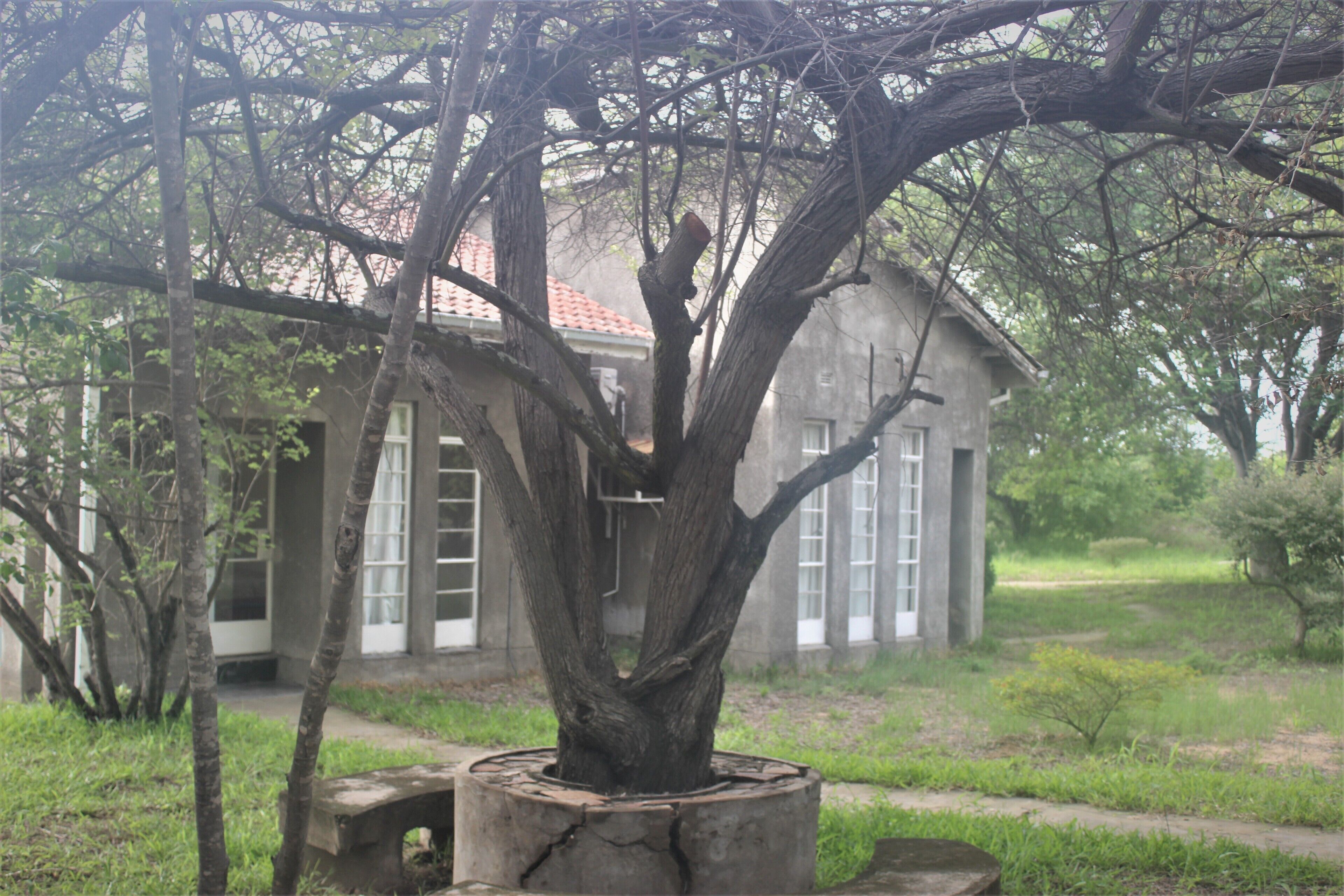A tree with a concrete base in front of a building with large windows and a red roof.