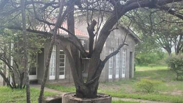 A tree with a concrete base in front of a building with large windows and a red roof.