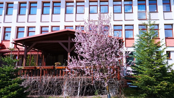 Un edificio con varias ventanas y un espacio al aire libre cubierto con un árbol en flor.