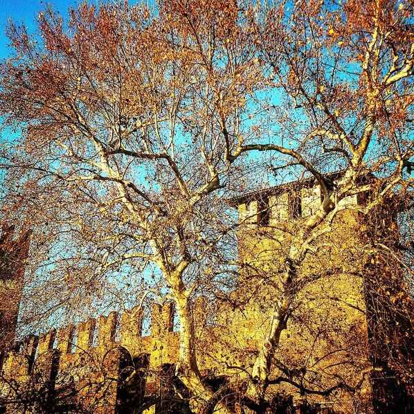 A tree with autumn leaves in front of a brick building.