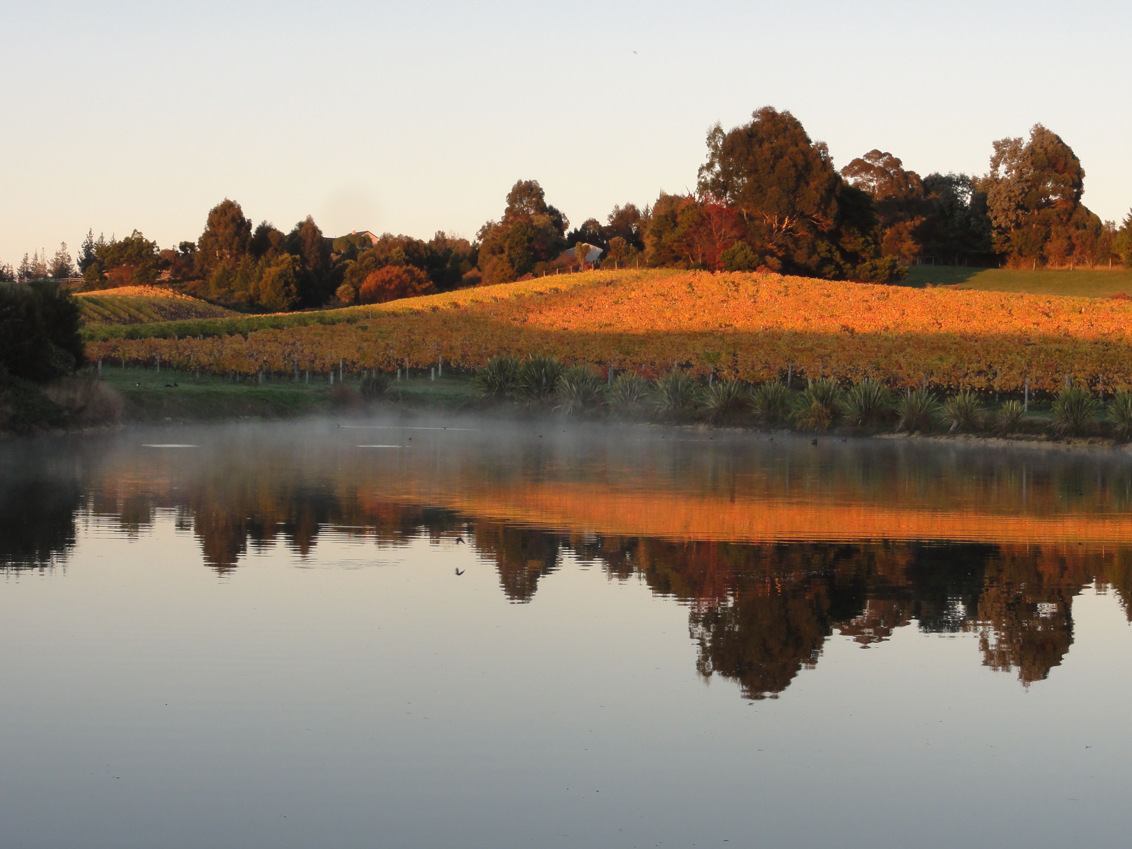 Un lago tranquilo que refleja árboles y un paisaje brumoso.