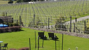 Un vignoble avec des rangées de vignes et une vue sur la mer.