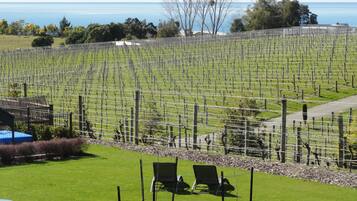 Quang cảnh vườn nho