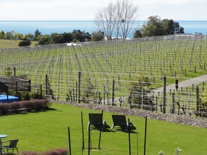 Vineyard view
