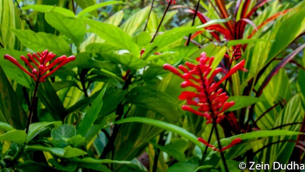 A lush garden with various plants and a prominent red flowering plant in the foreground. - Villa 33 (Blantyre)