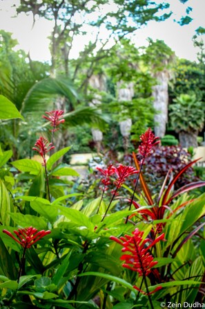 Un jardín exuberante con diversas plantas y una llamativa planta de flores rojas al frente.