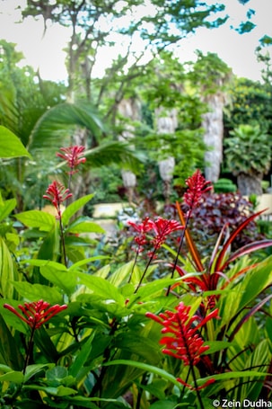 A lush garden with various plants and a prominent red flowering plant in the foreground.