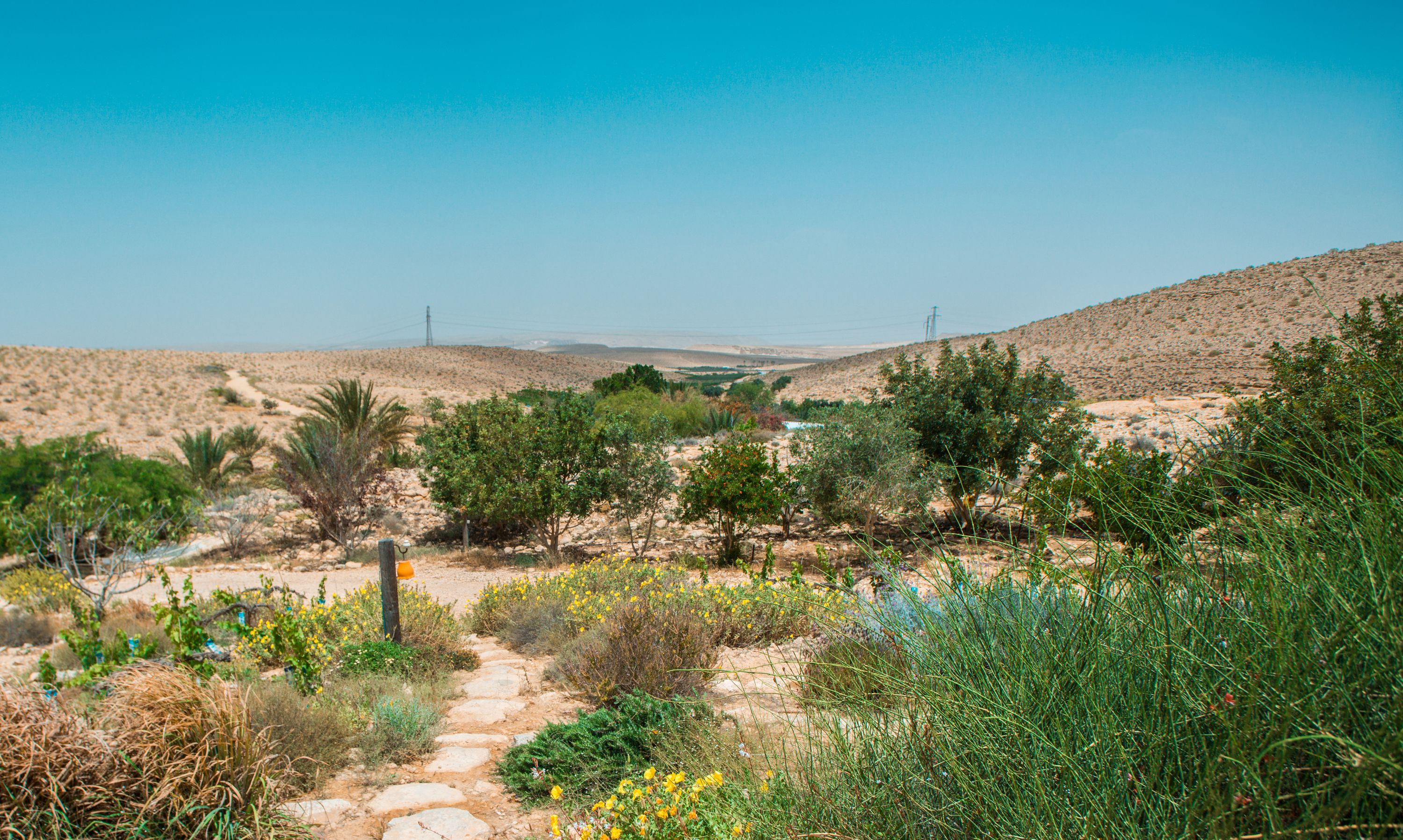 A desert landscape with sparse vegetation, a stone pathway, and distant power lines.