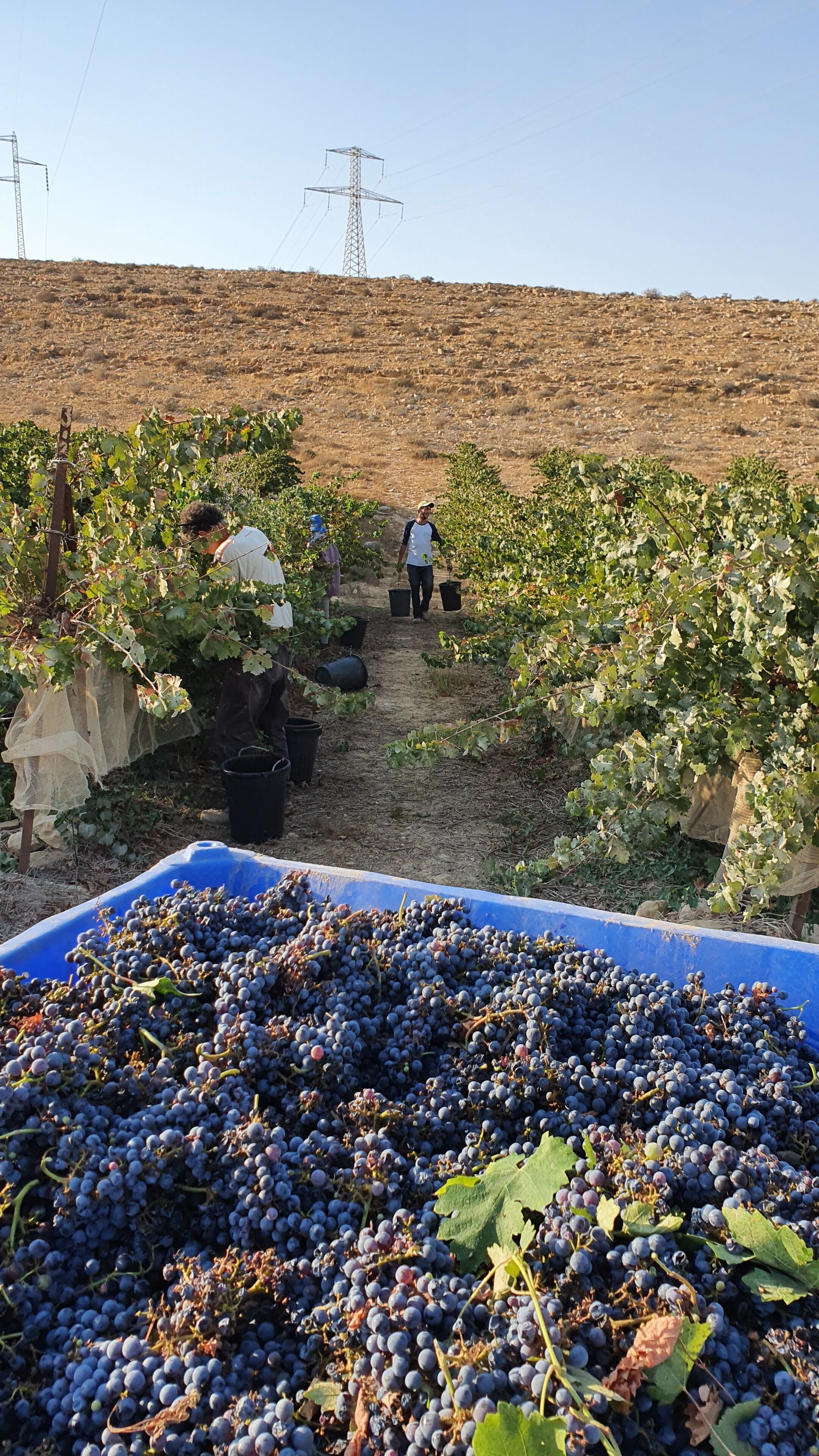 Viñedo con hileras de parras y un contenedor azul lleno de uvas al frente.