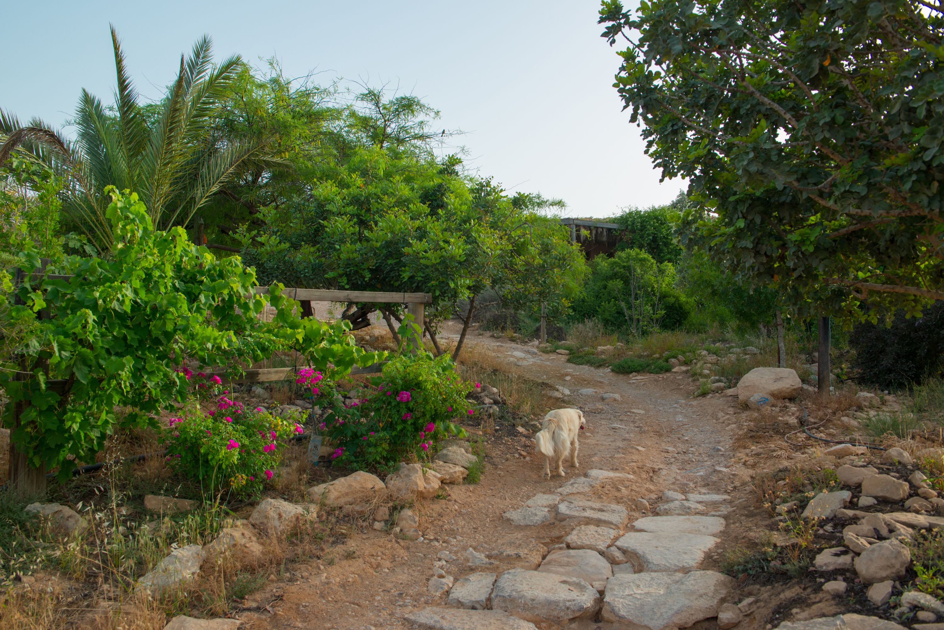 A rural path with a cow, surrounded by greenery and rocks.