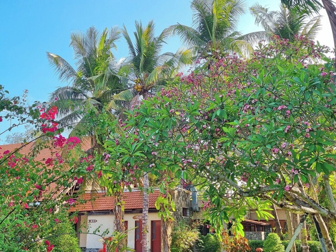 Quang cảnh vườn