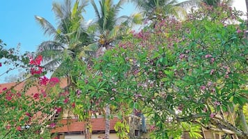 Quang cảnh vườn