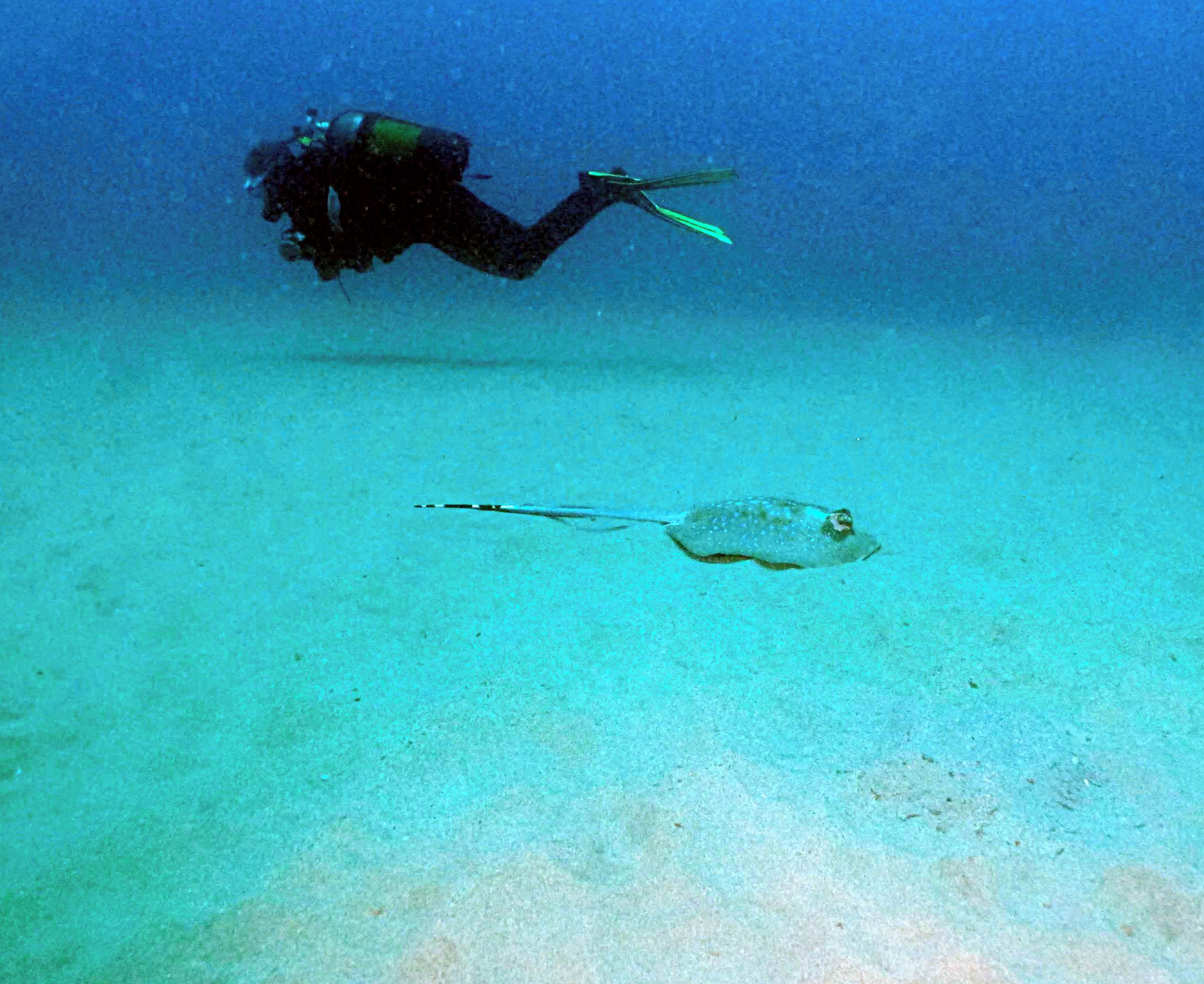 Ein Taucher und ein Rochen im klaren, blauen Wasser.
