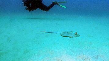 Ein Taucher und ein Rochen im klaren, blauen Wasser.