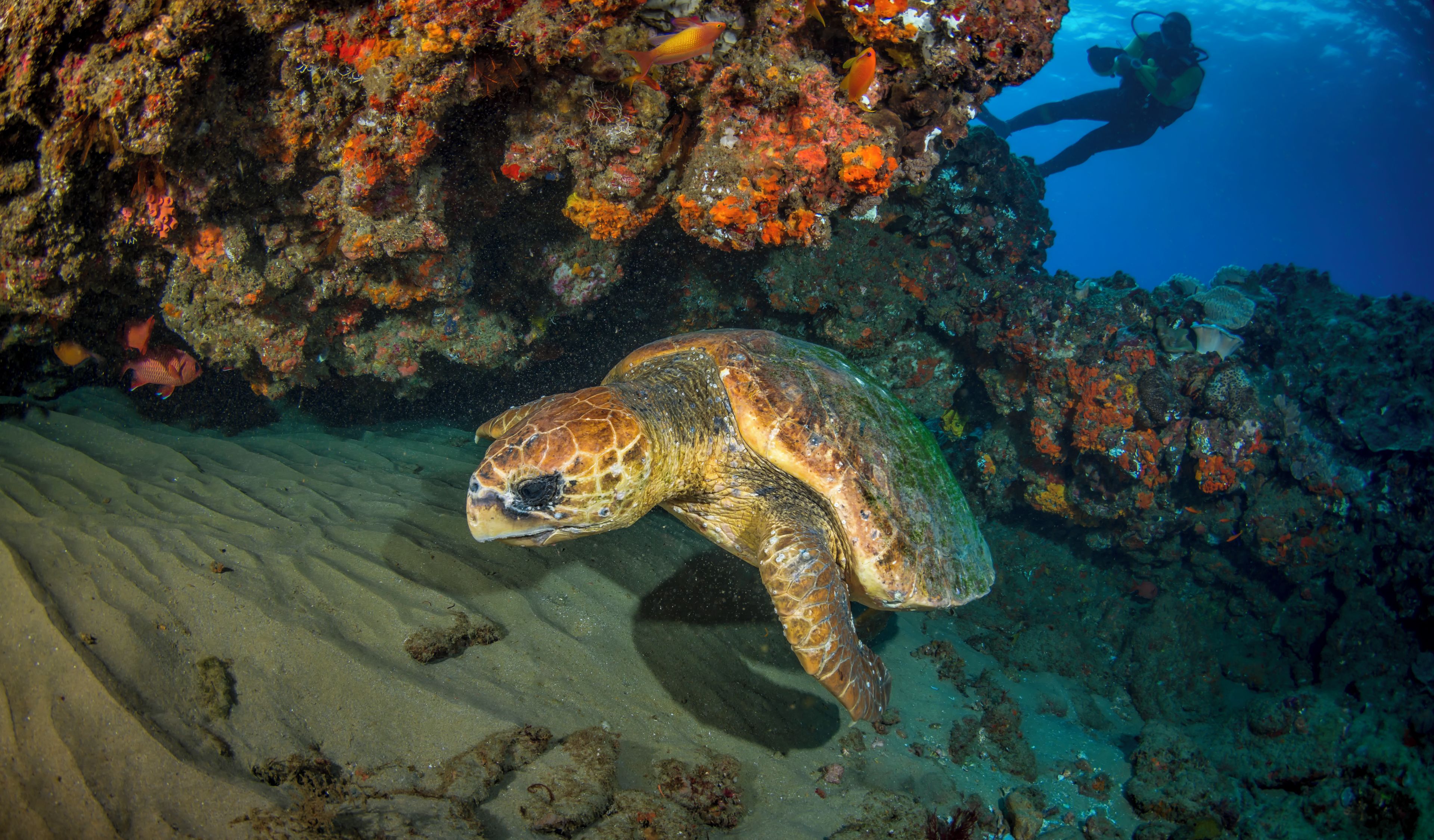 A sea turtle swimming near a coral reef with a diver in the background.