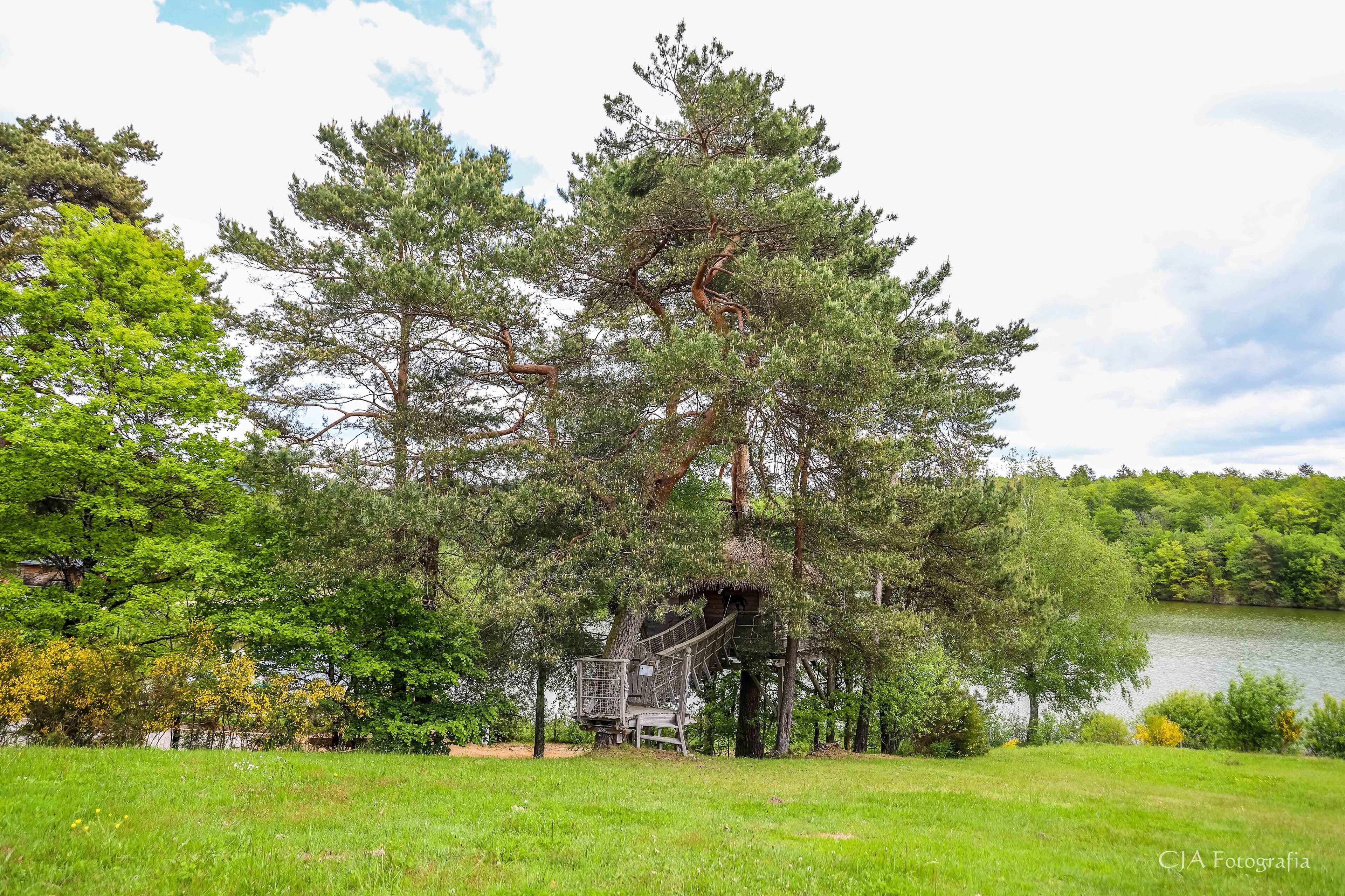 Une cabane dans les arbres avec un escalier, entourée d’une végétation luxuriante et bordée d’un lac.