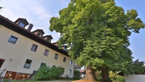 Un edificio con varias ventanas y un gran árbol en primer plano.