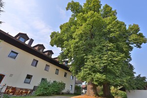Un edificio con varias ventanas y un gran árbol en primer plano.