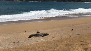 Pantai