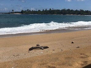 Plage à proximité, serviettes de plage, canoë, pêche sur place