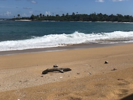 Una playa con arena, olas rompiendo en la orilla y una hilera de palmeras al fondo.