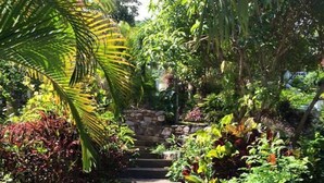 Una escalera de piedra rodeada de abundante vegetación y diversas plantas.