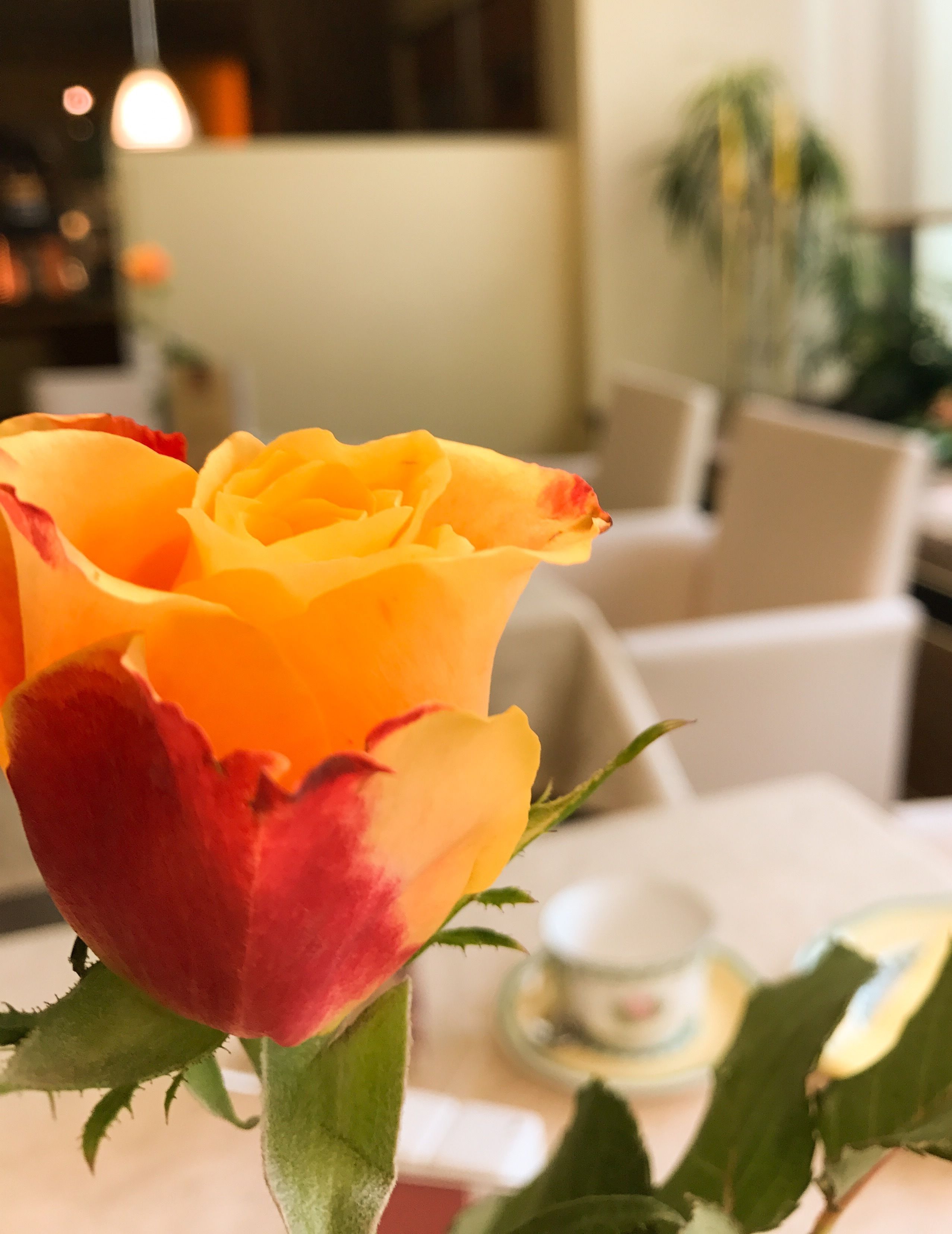 Primer plano de una rosa amarilla con un capullo rojo, sobre un fondo borroso de un espacio interior moderno con zona de comedor.