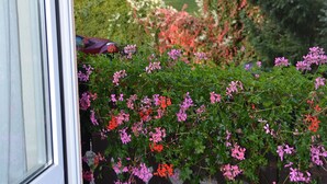 A view through a window with a garden in front, featuring pink and red flowers, and a house in the background.