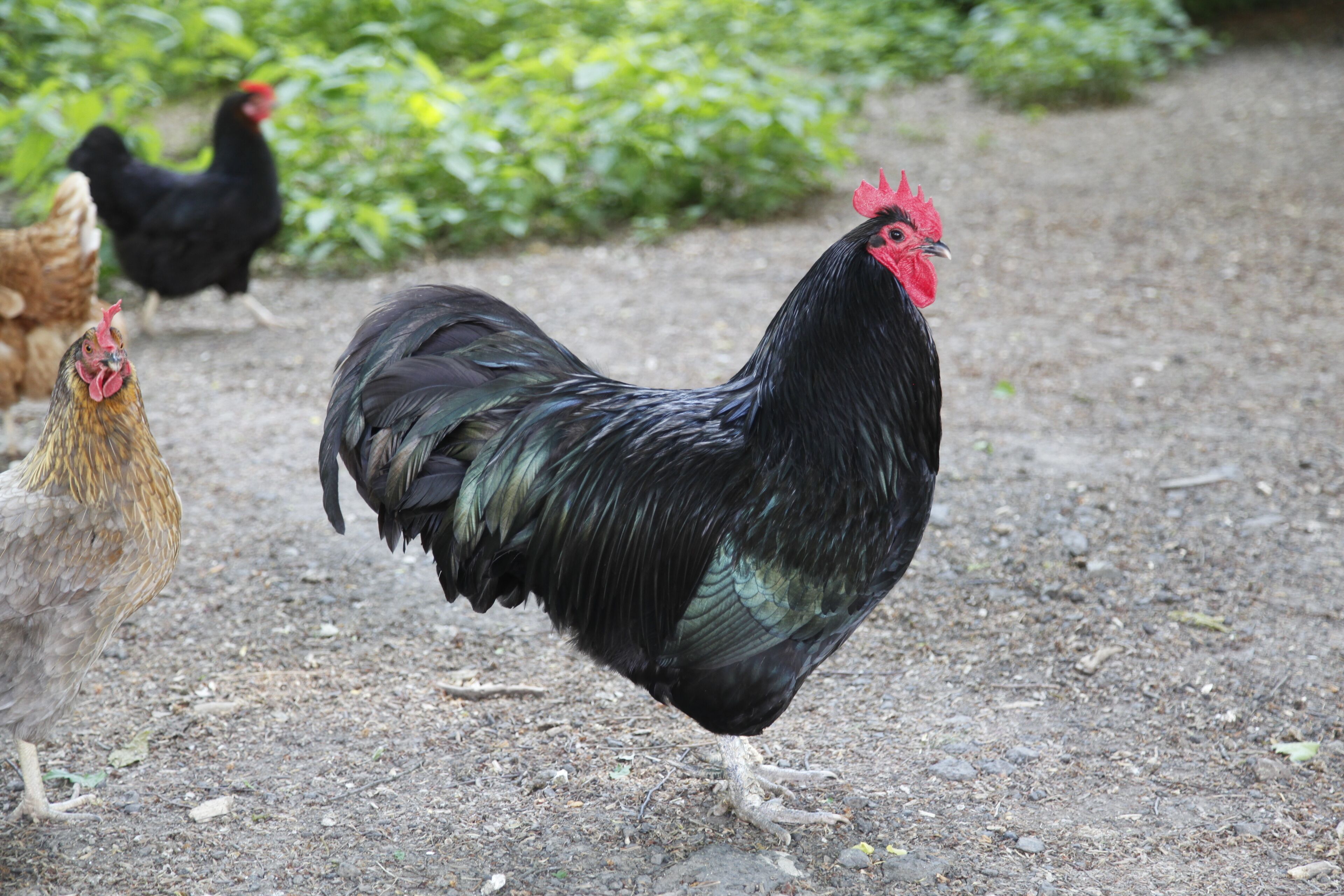 A group of chickens on a dirt path with greenery in the background.