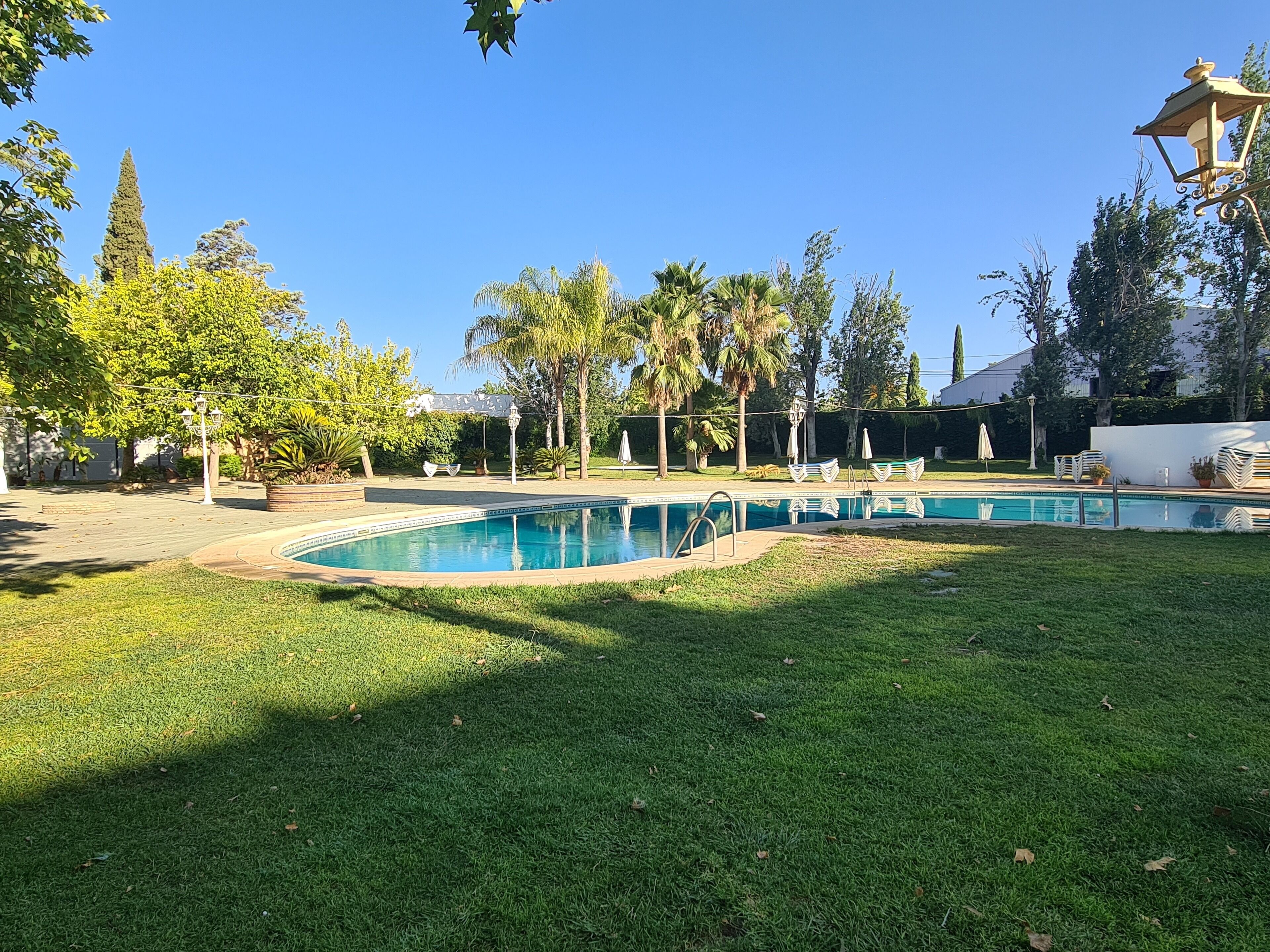 Piscina con un área verde circundante, palmeras y sillas de descanso.