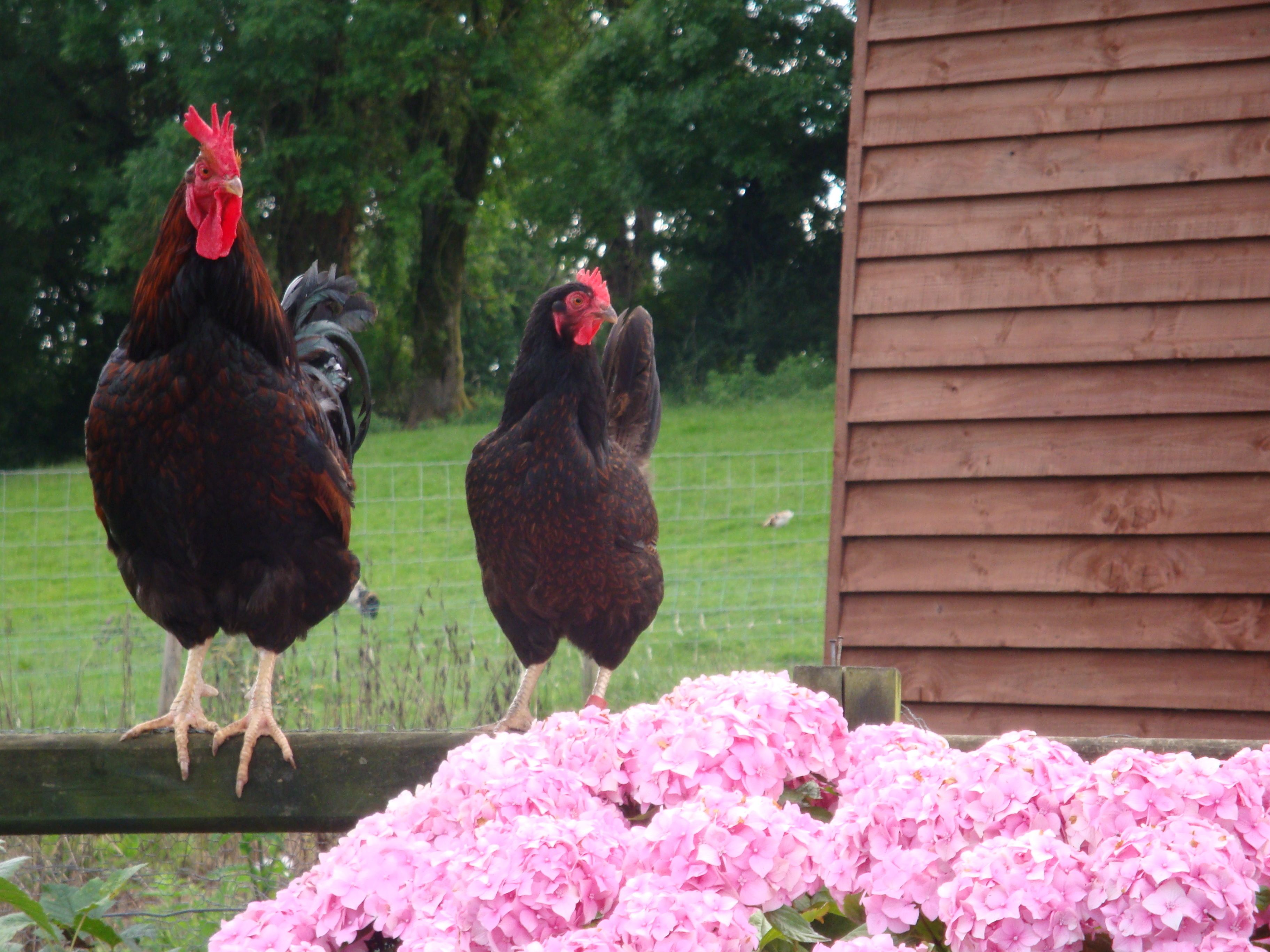 Two chickens standing on a wooden fence with pink flowers in the foreground and a wooden structure in the background.