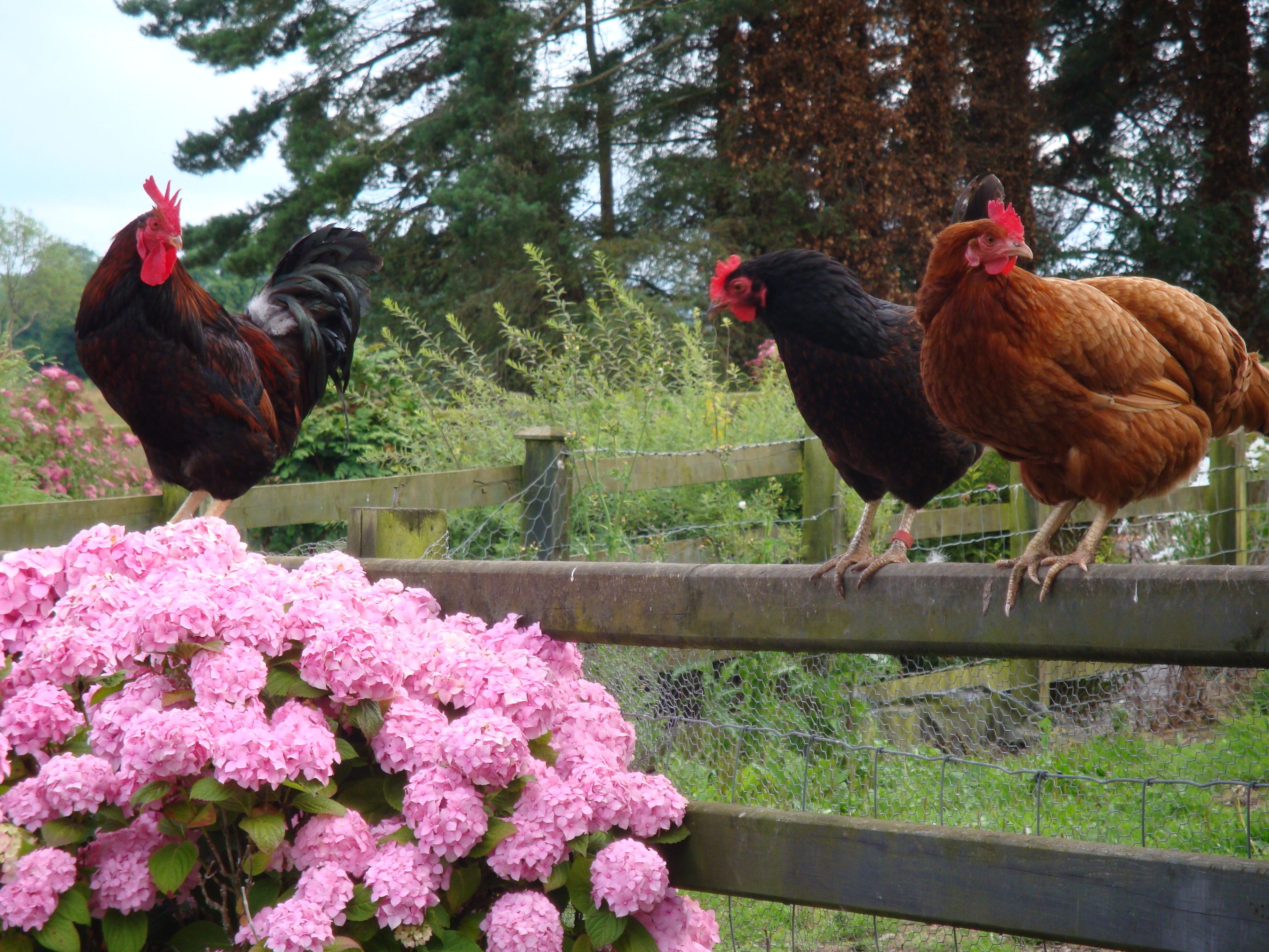 Three chickens on a wooden fence with pink hydrangea bushes in the foreground.