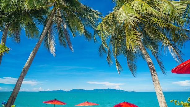 A beach with palm trees, red umbrellas, and lounge chairs.