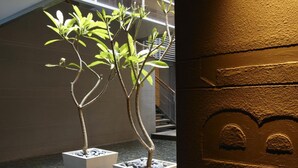 Jardín interior moderno con dos árboles en macetas y una pared texturizada con diseño empotrado.