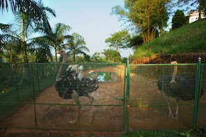 Un espacio cerrado con dos avestruces, rodeado por una cerca verde y palmeras.