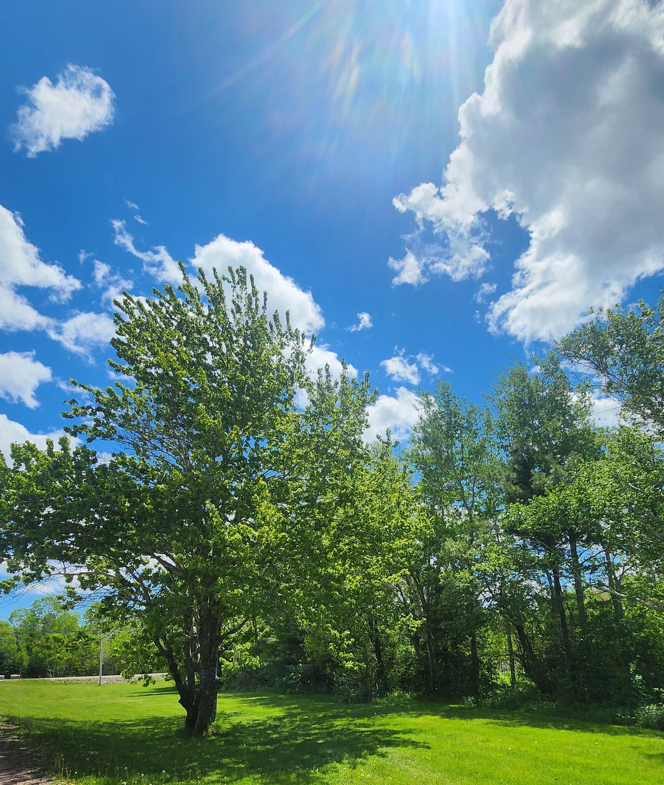 A park with green grass and trees under a clear blue sky with sunlight.