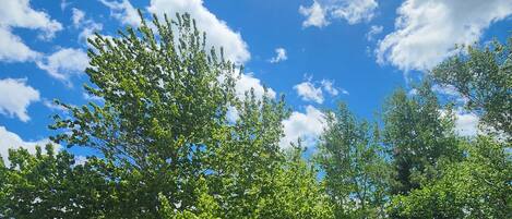 A park with green grass and trees under a clear blue sky with sunlight.