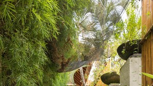 A narrow stone pathway flanked by lush greenery and a bamboo fence. - Villa Seriska Seminyak Bali (Seminyak)