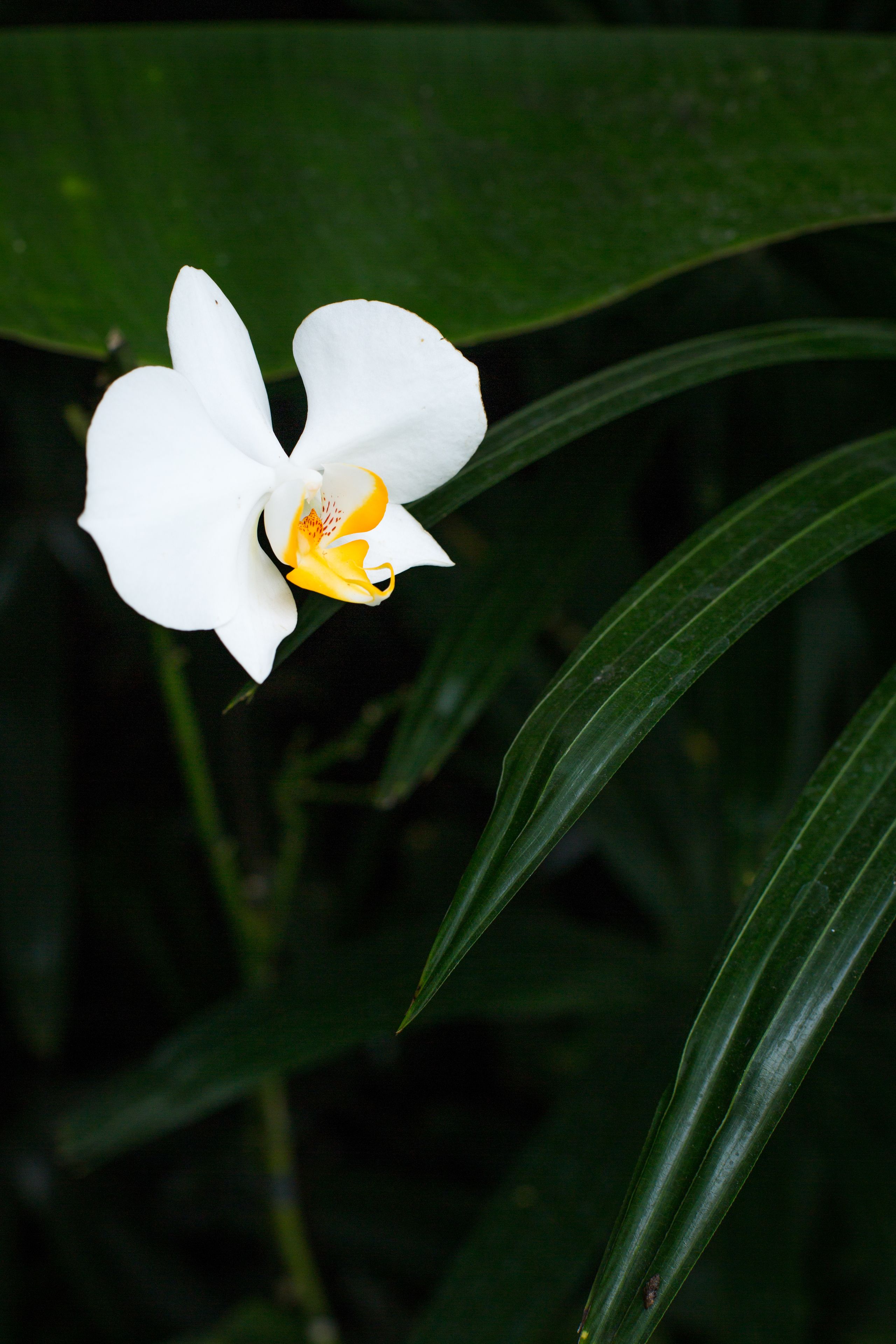 Una orquídea blanca con pétalos amarillos y rojos, rodeada de hojas verdes.