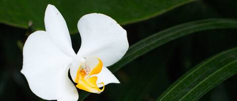 Una orquídea blanca con pétalos amarillos y rojos, rodeada de hojas verdes.