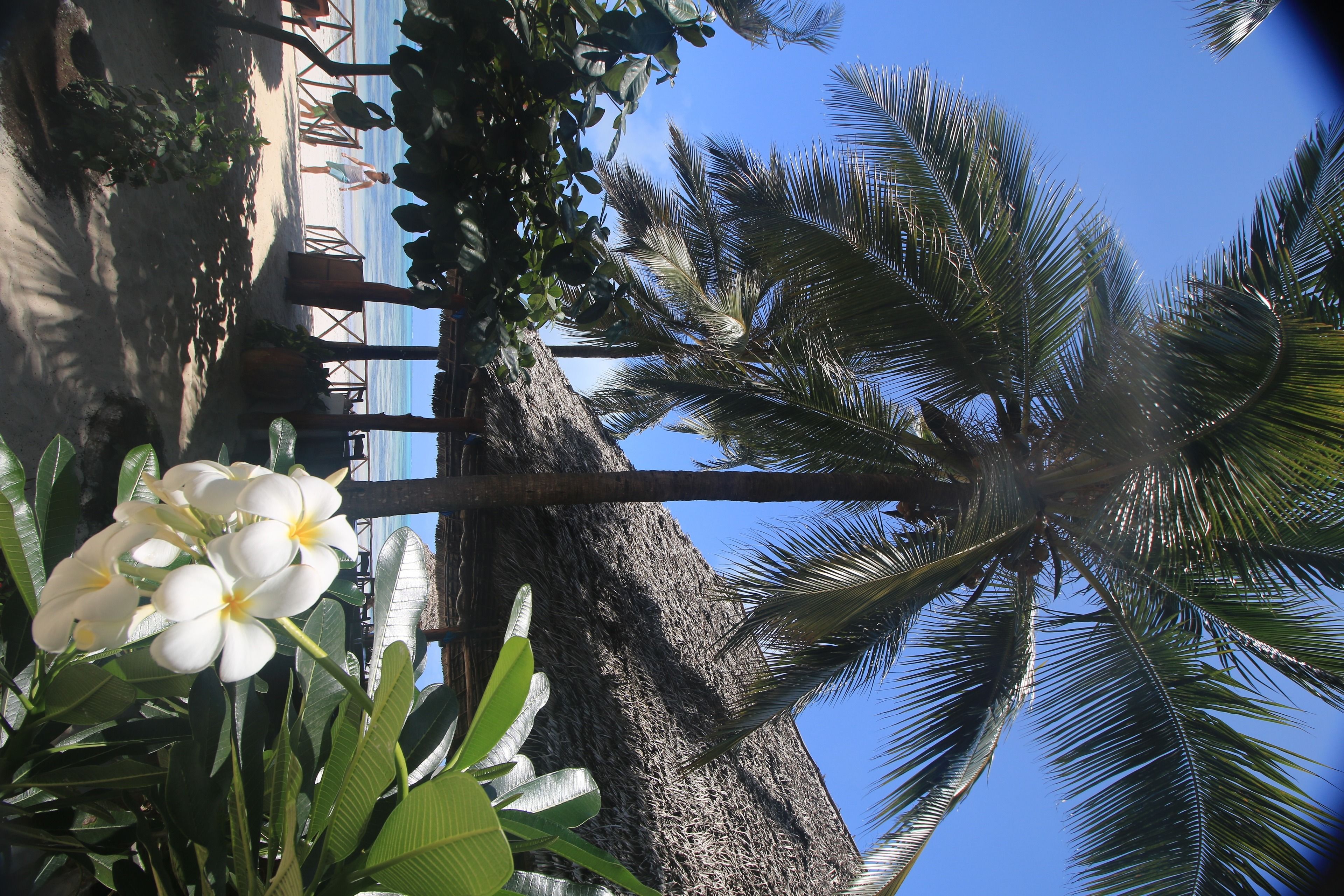 A beach view with palm trees and a clear sky.