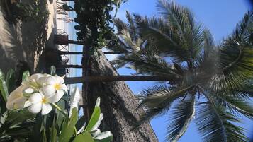 A beach view with palm trees and a clear sky.