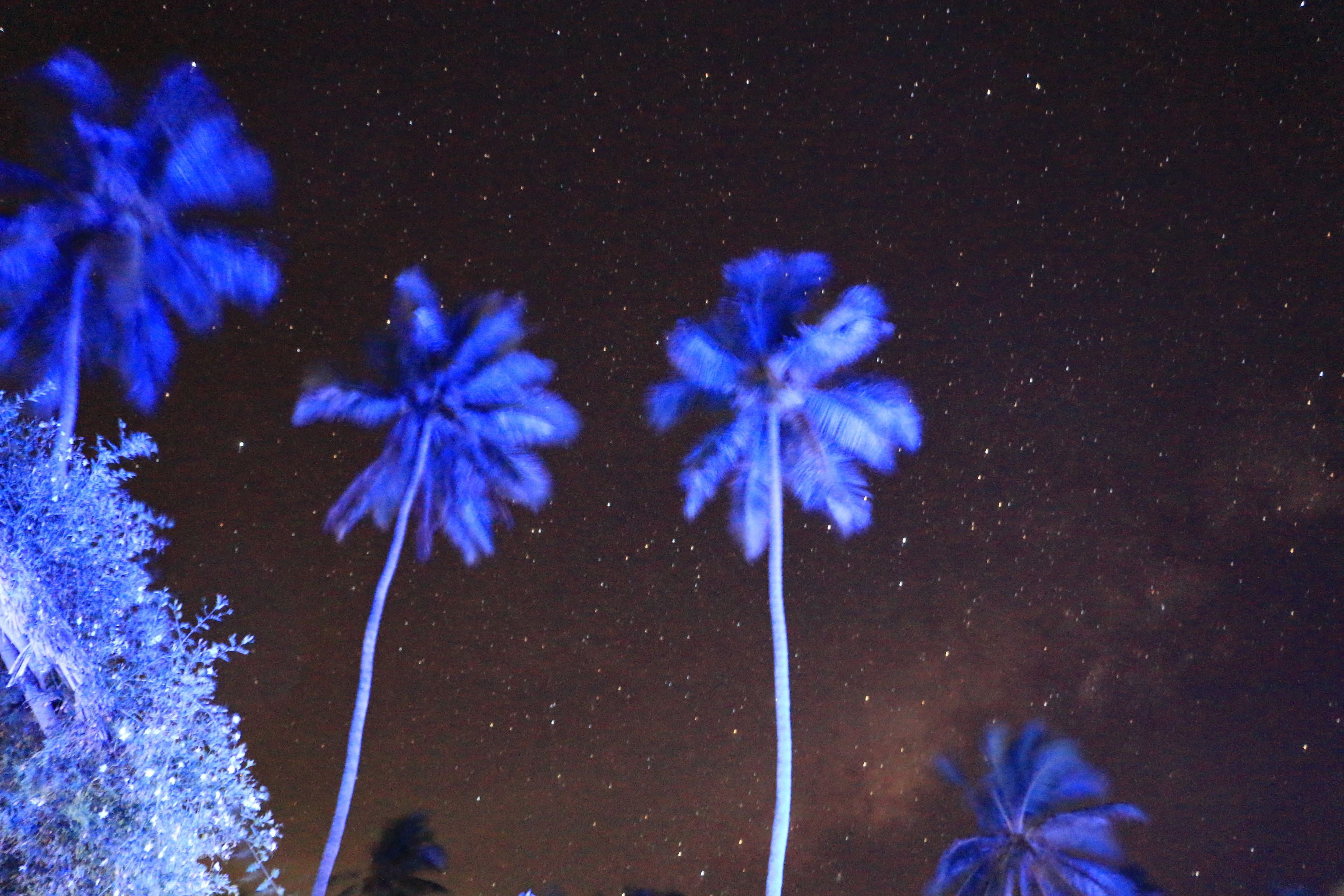 Palm trees against a starry night sky.