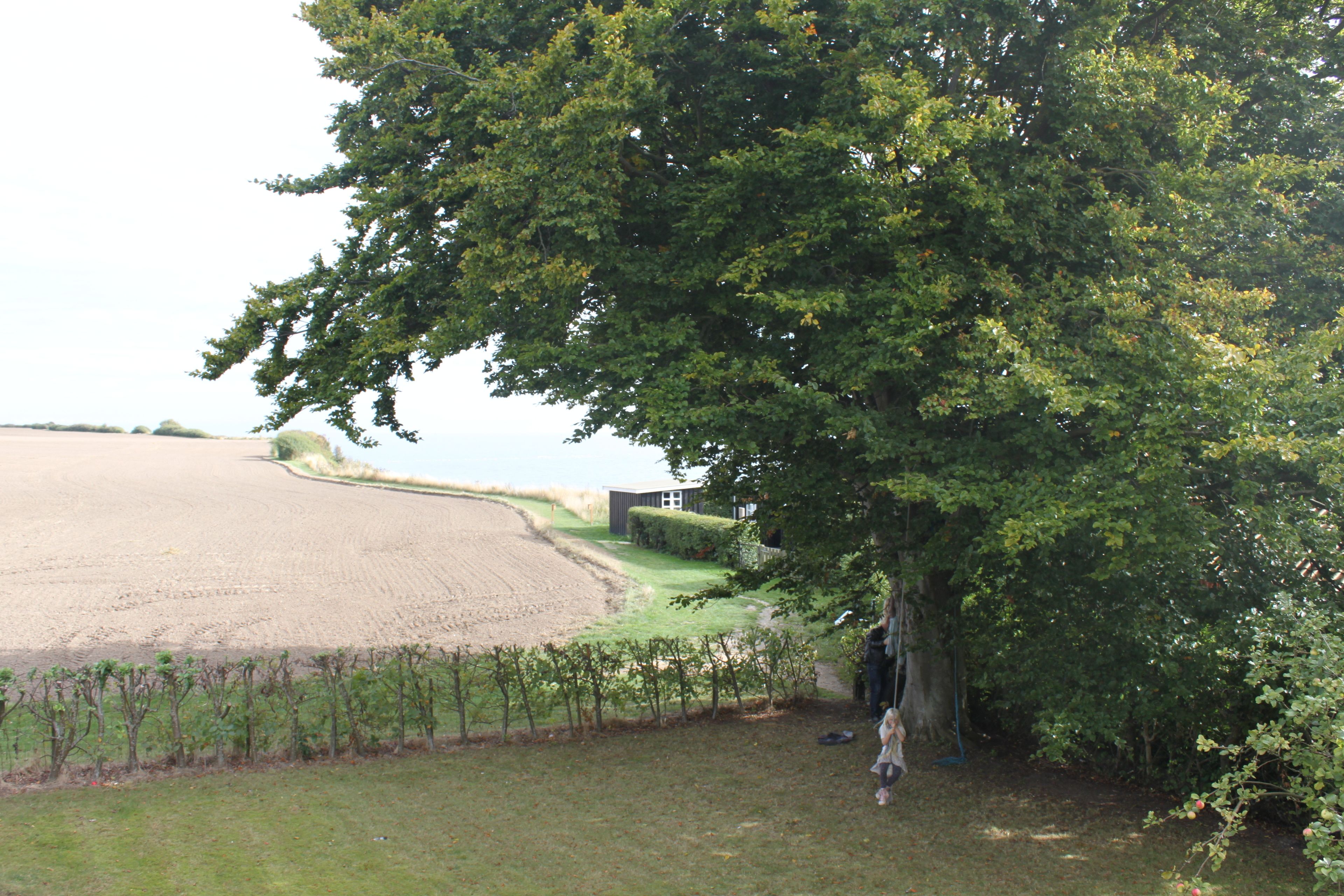 Un paysage rural avec un grand arbre, un champ et un petit bâtiment.