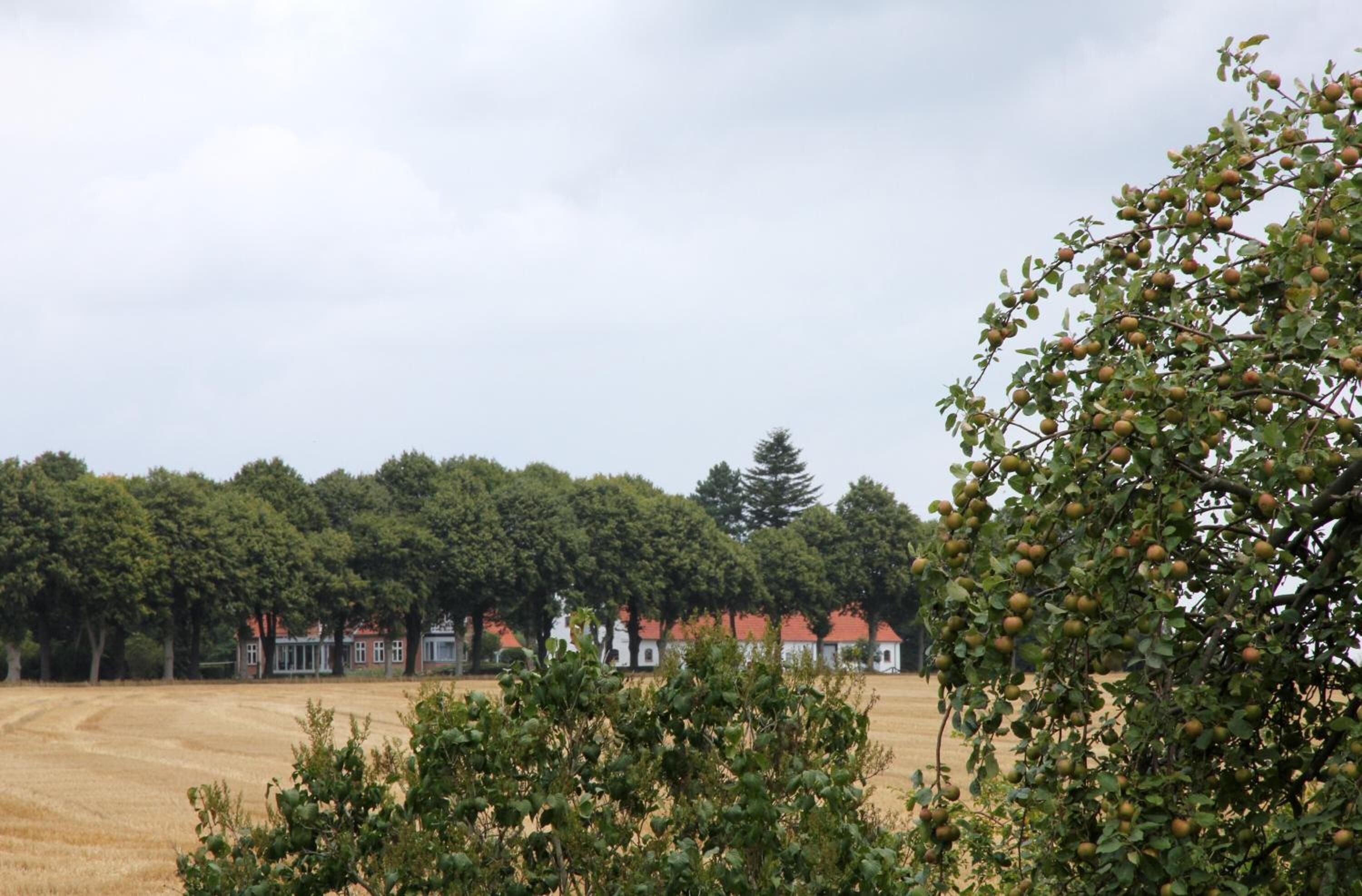 Een landelijk landschap met een veld, bomen en een rij gebouwen met rode daken.