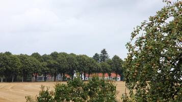 Een landelijk landschap met een veld, bomen en een rij gebouwen met rode daken.