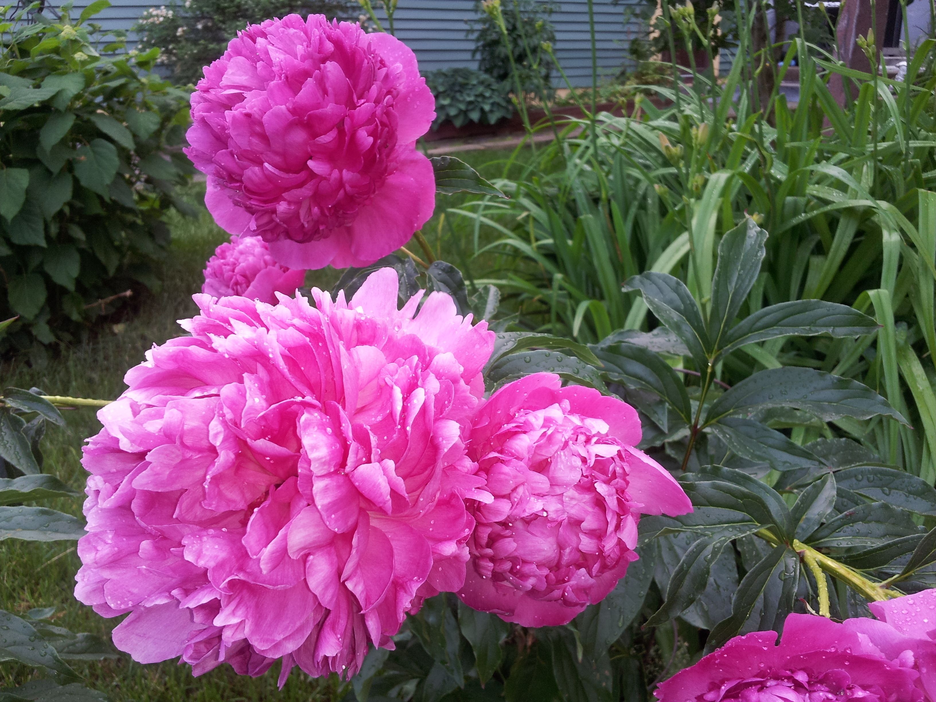 Un jardín con peonías rosas en flor y follaje verde.