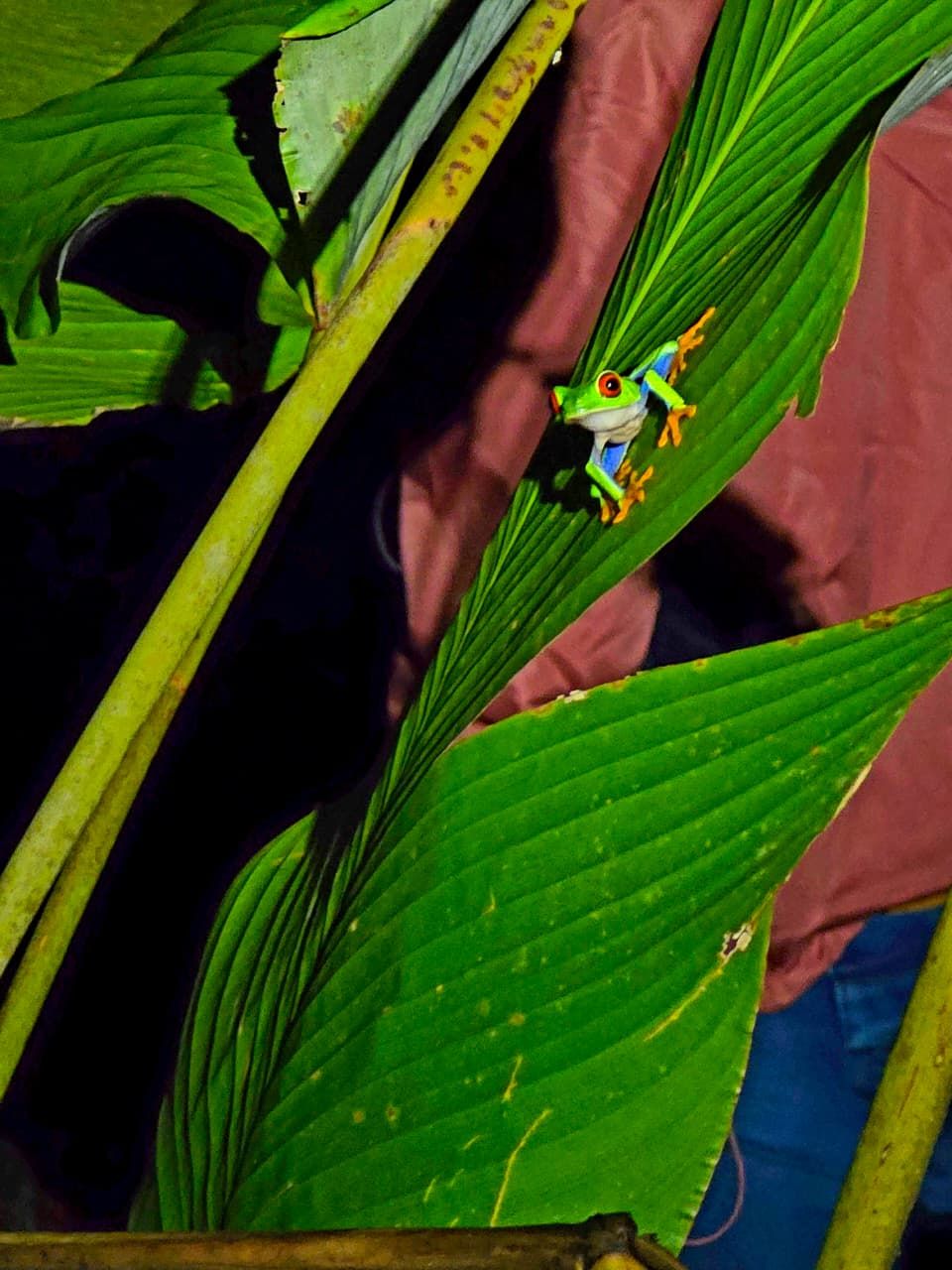 A frog on a green leaf.