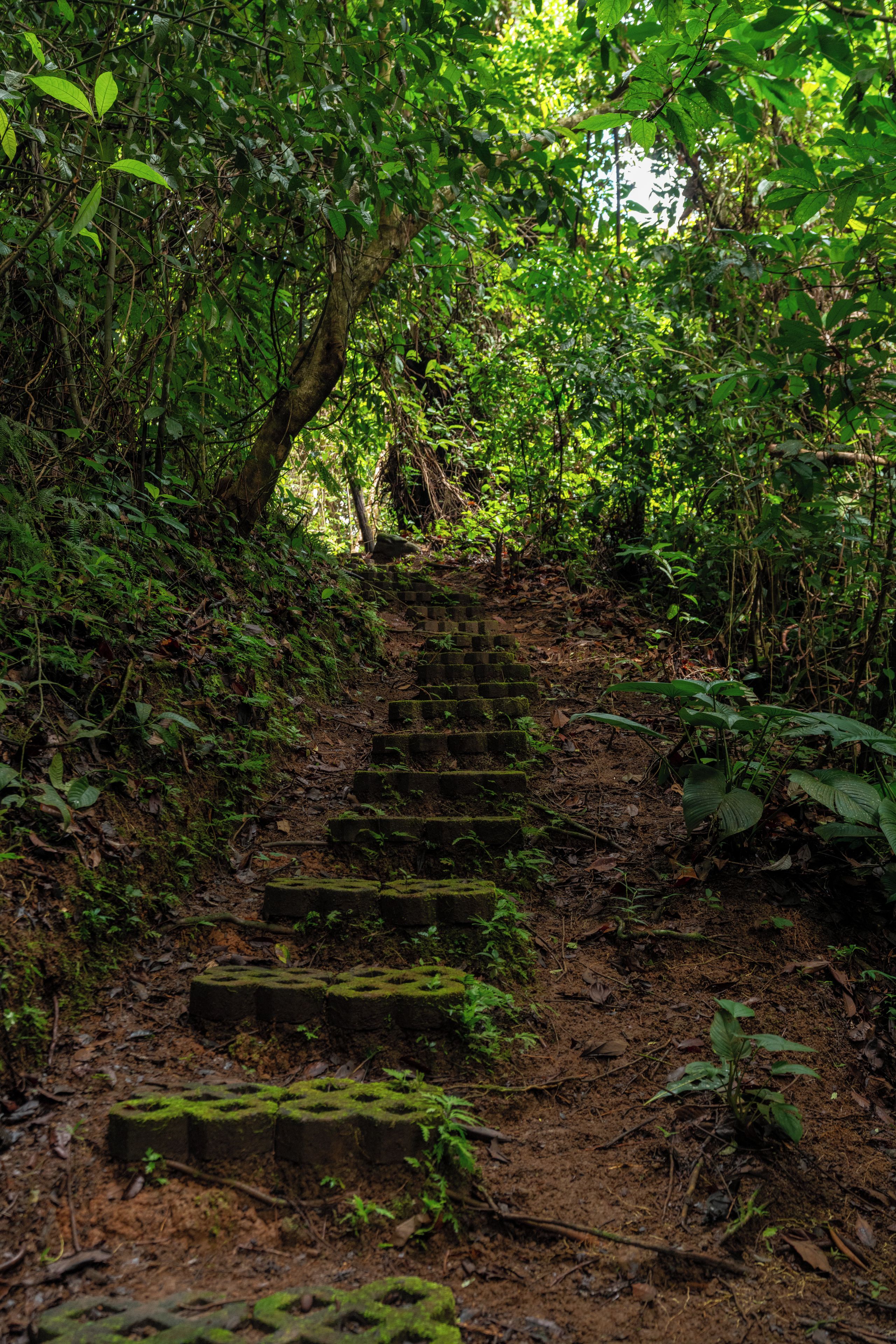 A forested area with a dirt path leading up a series of stone steps.