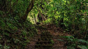 A forested area with a dirt path leading up a series of stone steps.